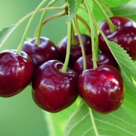 Hapukirsipuu Pandy 103 – paljasjuursed istikud