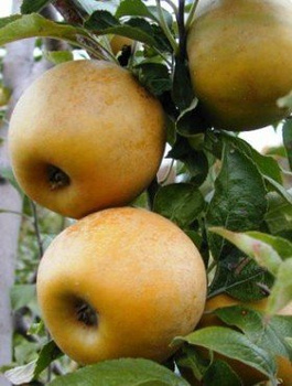 Õunapuu Kuldne Reneta – paljasjuursed istikud