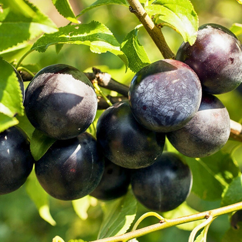 Śliwa japońska Black Amber START PACK ® Mrozoodporna