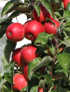 Õunapuu sambakujuline vorm Waltz – paljasjuursed istikud