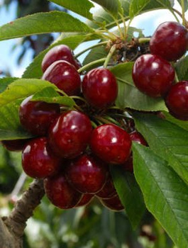 Maguskirsipuu Sylvia – paljasjuursed istikud