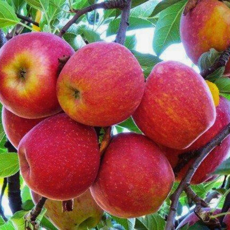 Õunapuu Gala – paljasjuursed istikud