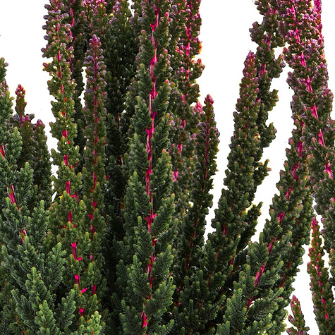 Kanarbik Skyline Havanna antratsiidivärvi – istikud