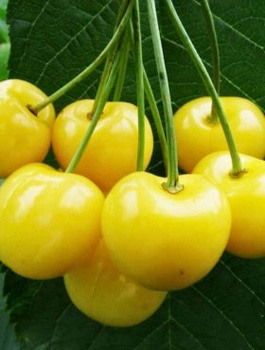 Maguskirsipuu Kanarkowa (kollane kanari) – paljasjuursed istikud