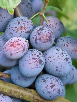 Ploomipuu Haganta – paljasjuursed istikud