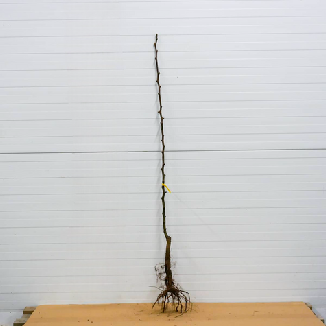 Pirnipuu Klapsa Faworytka – paljasjuursed istikud