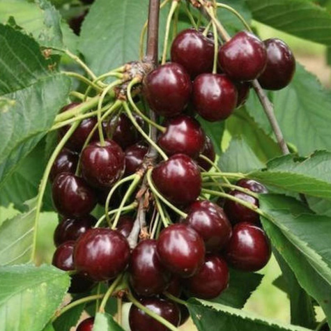 Maguskirsipuu Siestronka – paljasjuursed istikud