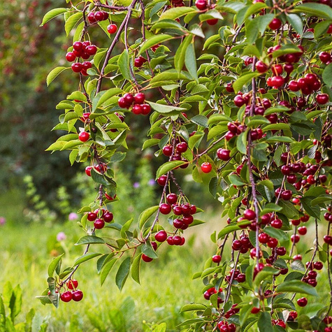Hapukirsipuu Debreceni Botermo – paljasjuursed istikud