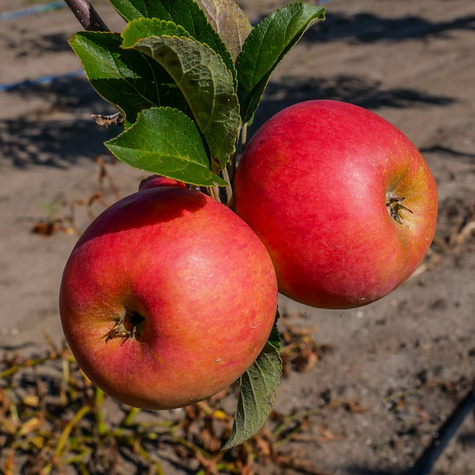 Õunapuu Elstar – paljasjuursed istikud