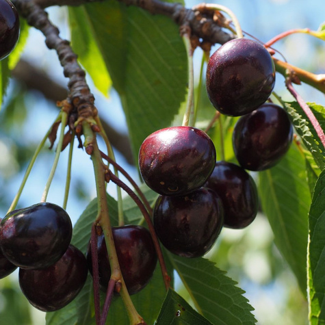 Czereśnia Tamara NAJWIĘKSZE OWOCE START PACK