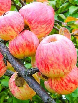 Õunapuu Grafsztynek – paljasjuursed istikud