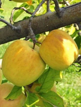 Õunapuu Golden Delicious – paljasjuursed istikud