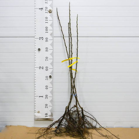 Pirnipuu Punane Bonkreta Williamsa – paljasjuursed istikud