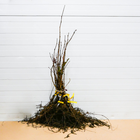 Sarapuu Joanna – paljasjuursed istikud