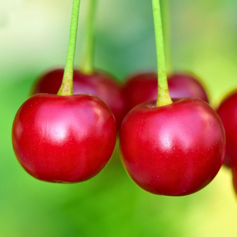 Hapukirsipuu Northstar – paljasjuursed istikud