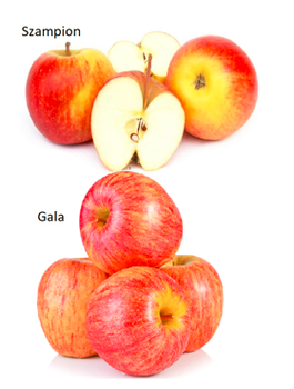 Duo Õunapuu Szampion + Gala – paljasjuursed istikud