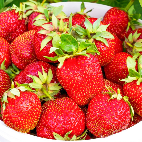 "Dukat" keskmiselt varajane - Maasikataimed 10 tk