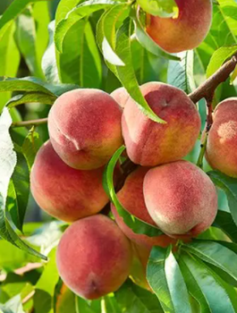 Virsikupuu Honey sambakujuline vorm – paljasjuursed istikud