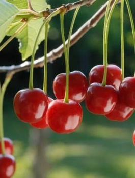 Kirsipuu Sabina – paljasjuursed istikud