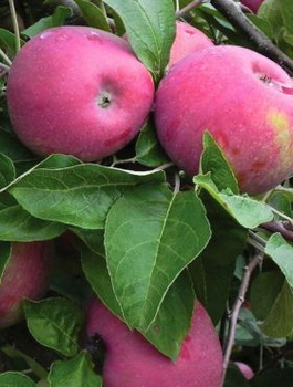 Õunapuu Red Cortland – paljasjuursed istikud