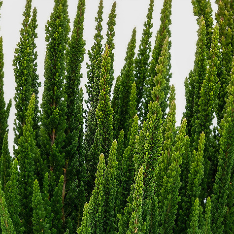 Kanarbik Skyline Stockholm roheline – istikud