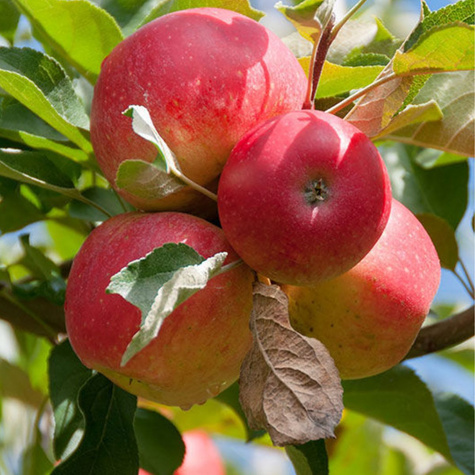 Õunapuu Gala Must – paljasjuursed istikud