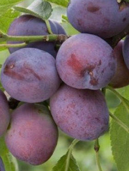 Ploomipuu Herman – paljasjuursed istikud