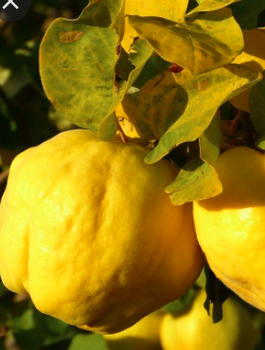 Õun-küdoonia Uspiech – paljasjuursed istikud