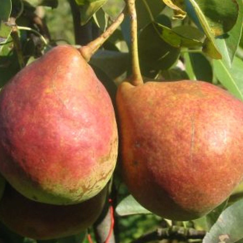 Pirnipuu Dicolor – paljasjuursed istikud