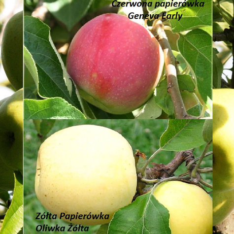 Duo Õunapuu punane ja kollane papierowka – paljasjuursed istikud