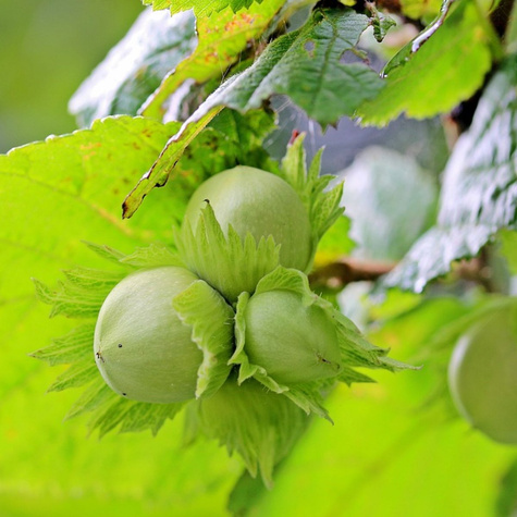 Sarapuu Hiiglane z Halle Hall's – paljasjuursed istikud