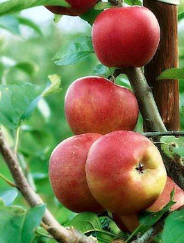 Õunapuu Cesarz Wilhelm – paljasjuursed istikud