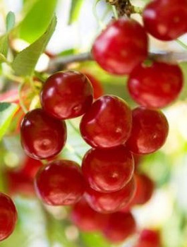 Hapukirsipuu Pandy 103 – paljasjuursed istikud