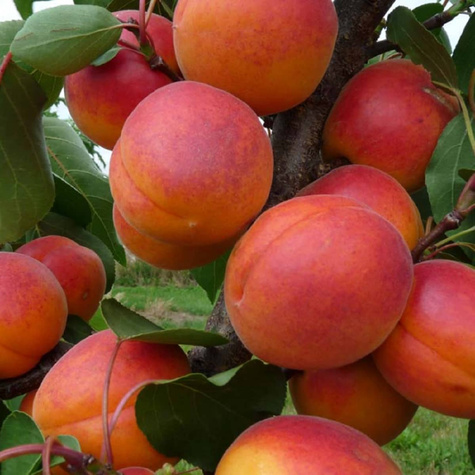 Morela Early Blush START PACK