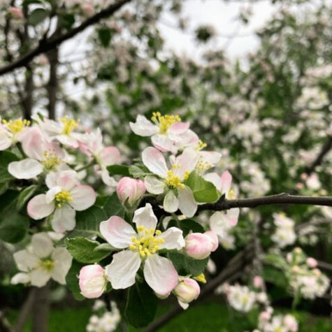 Õunapuu Kuldne Reneta – paljasjuursed istikud