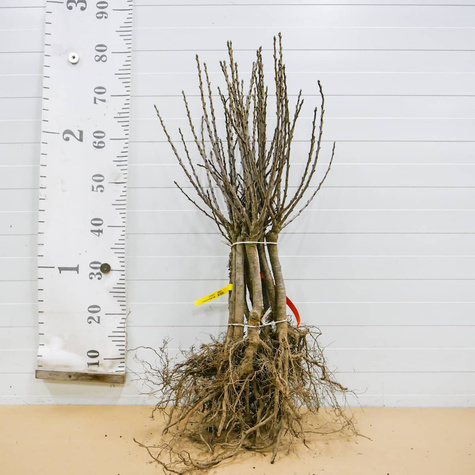 Hapukirsipuu Mini Piemont – istikud paljasjuurega