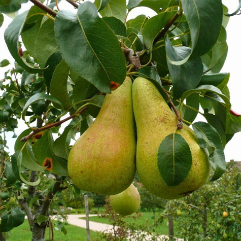 Pirnipuu Concorde – paljasjuursed istikud