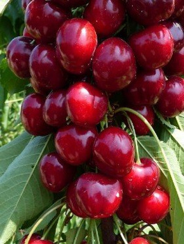 Maguskirsipuu kääbusvorm Lapins (Gisela 5) – paljasjuursed istikud