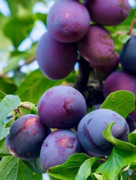 Ploomipuu President – paljasjuursed istikud