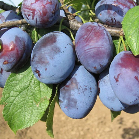 Ploomipuu Cacanska Rana – paljasjuursed istikud