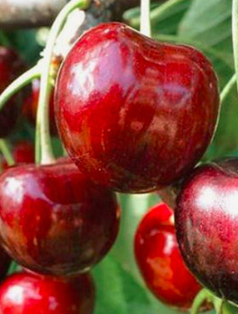 Maguskirsipuu Irena – paljasjuursed istikud