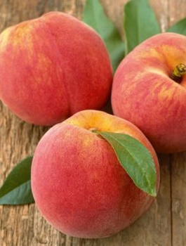 Virsikupuu Suncrest – paljasjuursed istikud