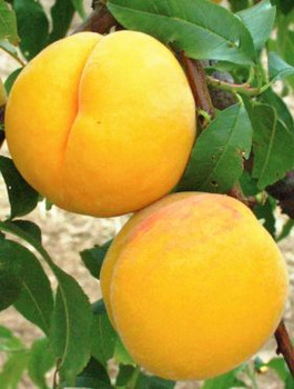 Virsikupuu Katherina – paljasjuursed istikud