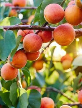 Aprikoosipuu Harcot – paljasjuursed istikud