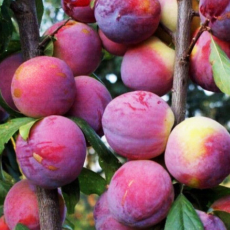 Ploom-virsikupuu Kuban – paljasjuursed istikud