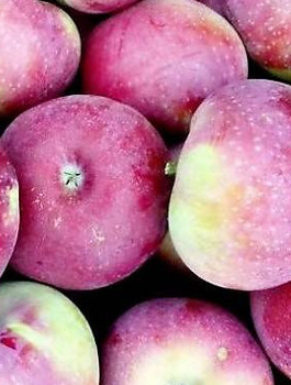 Õunapuu Lobo – paljasjuursed istikud