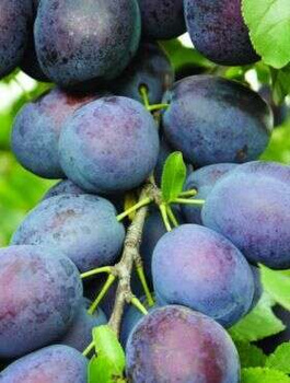 Ploomipuu Taste – paljasjuursed istikud