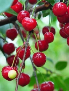 Hapukirsipuu Northstar – paljasjuursed istikud