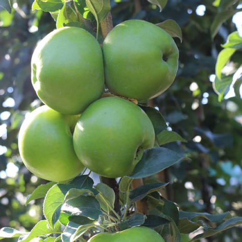 Õunapuu Green Cats sambakujuline vorm – paljasjuursed istikud
