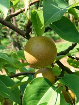 Pirnipuu Aasia Early Shu – paljasjuursed istikud